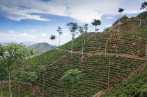 short-coffee-tours