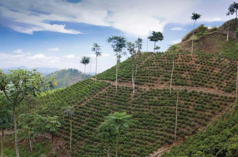 short-coffee-tours