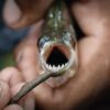 Amazonas Colombia tours piranha