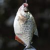 Amazonas Colombia tours piranha