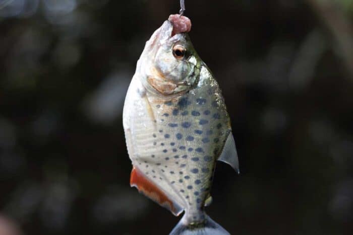Amazonas Colombia tours piranha