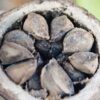 Amazonas Colombia tours Brazil nuts