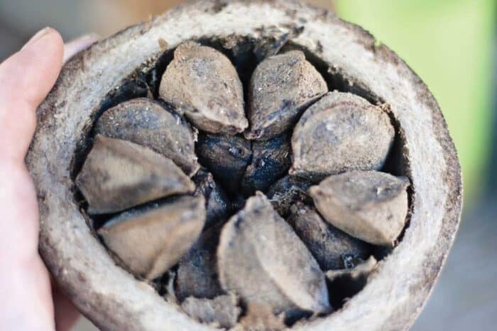 Amazonas Colombia tours Brazil nuts