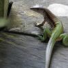 Amazonas Colombia tours lizard