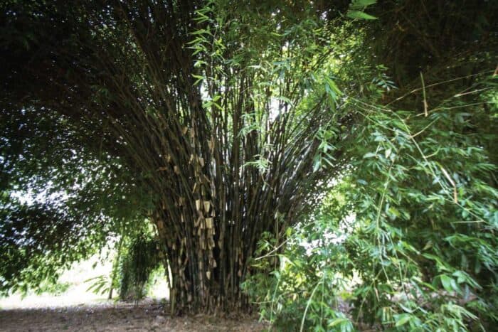 bambu-guadua-secondary-image-2 Paraiso del Bambu y la Guadua