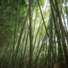 bambu-guadua-secondary-image-5 Paraiso del Bambu y la Guadua