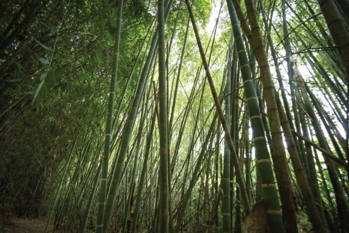 bambu-guadua-secondary-image-5 Paraiso del Bambu y la Guadua
