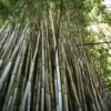 bambu-guadua-secondary-image-6 Paraiso del Bambu y la Guadua
