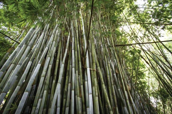 bambu-guadua-secondary-image-6 Paraiso del Bambu y la Guadua