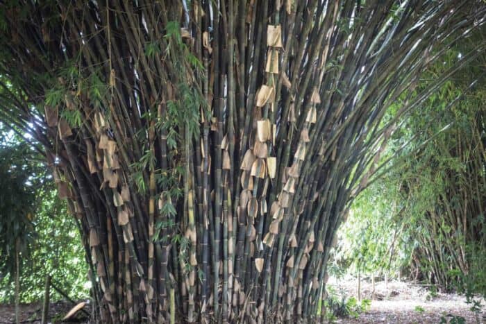 bambu-guadua-secondary-image-8 Paraiso del Bambu y la Guadua