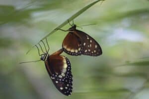 El Mariposario and Botanical Gardens, Calarcá, Quindío, Colombia