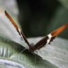 El Mariposario Calarcá Quindío Colombia
