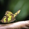 El Mariposario Calarcá Quindío Colombia