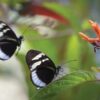 El Mariposario Calarcá Quindío Colombia
