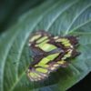 El Mariposario Calarcá Quindío Colombia