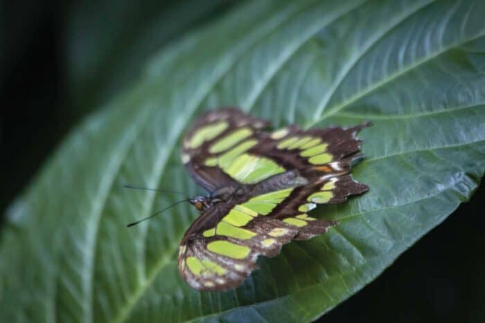 El Mariposario Calarcá Quindío Colombia
