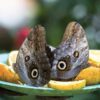El Mariposario Calarcá Quindío Colombia