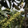 Recuca Colombia