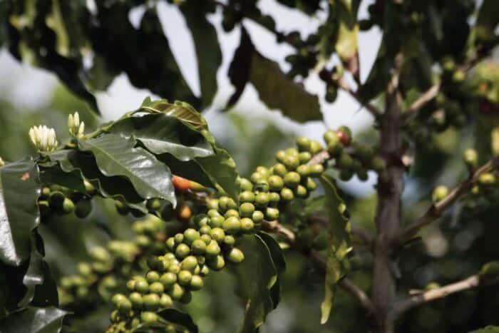 Recuca Colombia
