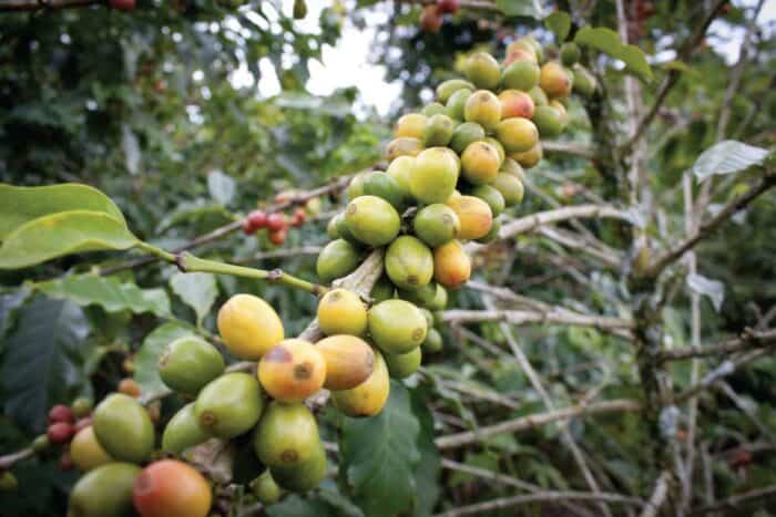 Recuca Colombia