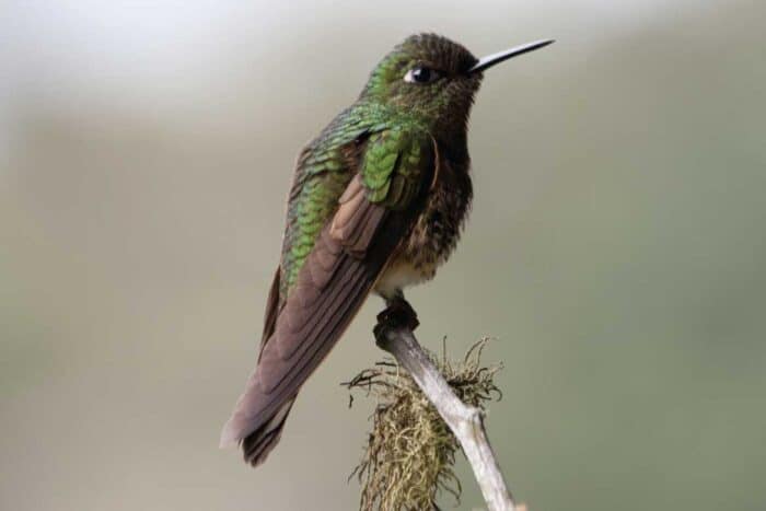 rio-blanco-secondary-image-22 Río Blanco birdwatcing full day tour