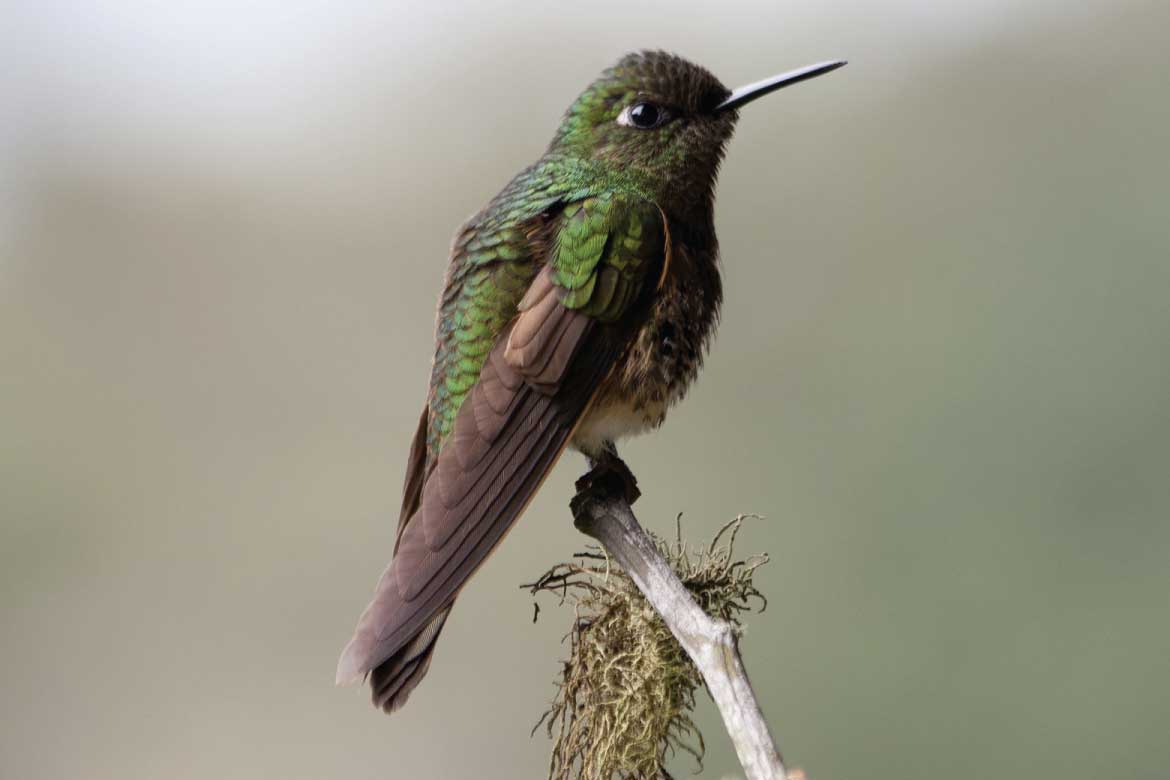 Río Blanco birdwatcing full day tour