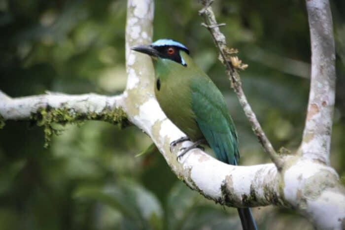 rio-blanco-secondary-image-5 Río Blanco birdwatcing full day tour