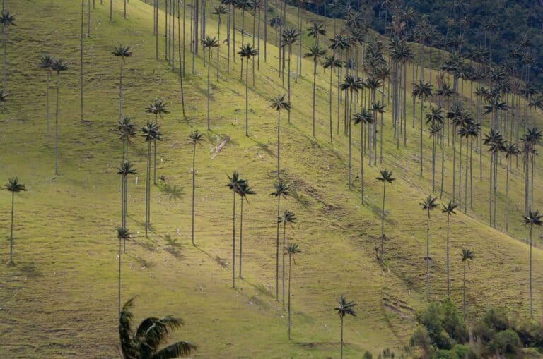 Salento and Cocora Valley
