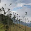 salento-cocora-secondary-image-24 Cocora Valley Colombia