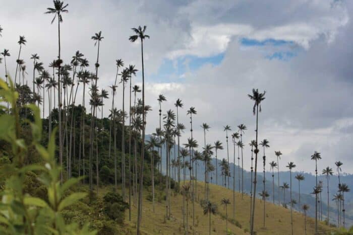 salento-cocora-secondary-image-24 Cocora Valley Colombia