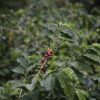 san-alberto-secondary-image-1 San Alberto coffee tour Buenavista