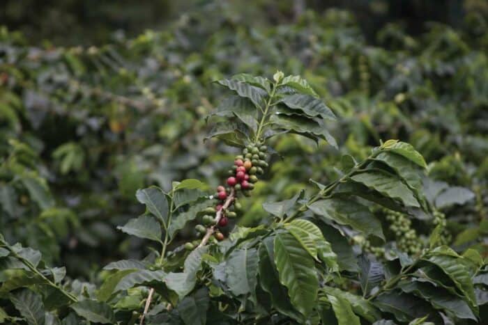 san-alberto-secondary-image-1 San Alberto coffee tour Buenavista
