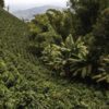 san-alberto-secondary-image-12 San Alberto coffee tour Buenavista