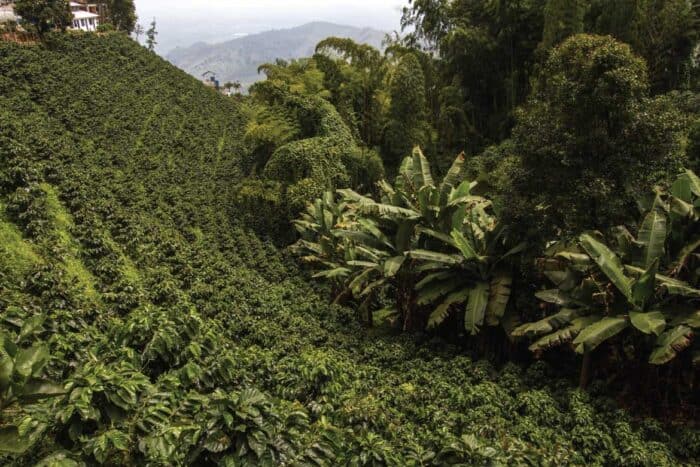 san-alberto-secondary-image-12 San Alberto coffee tour Buenavista
