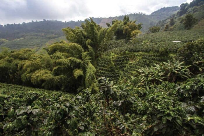 san-alberto-secondary-image-13 San Alberto coffee tour Buenavista