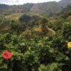 san-alberto-secondary-image-15 San Alberto coffee tour Buenavista
