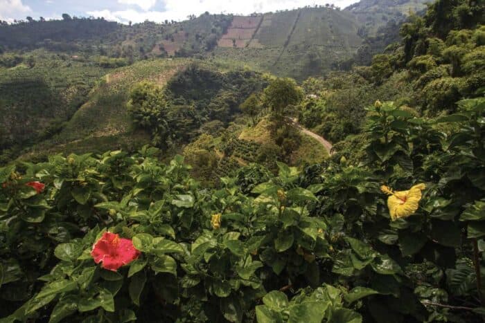 san-alberto-secondary-image-15 San Alberto coffee tour Buenavista