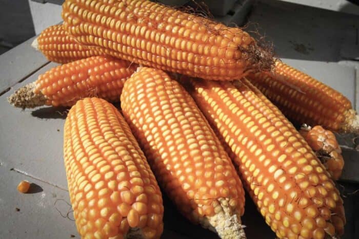 Barichara Colombia