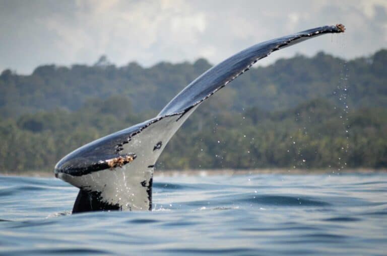 Bahía Solano Colombia whale watching and nature tours