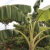 Santa Fé de Antioquia full day tour