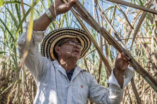 Cali Sugarcane plantation tour full day