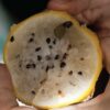 Cartagena street food tour