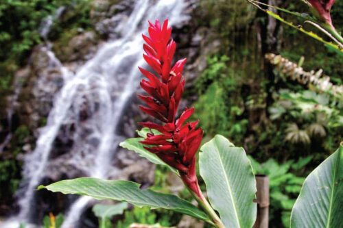 minca-secondary-image-2 Minca day trips from Santa Marta