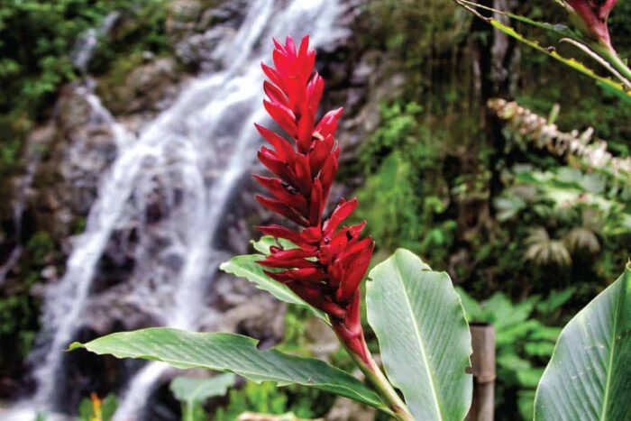 minca-secondary-image-2 Minca day trips from Santa Marta