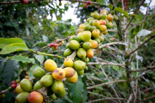 Coffee cherries at Café de la Cima Freidona Antioquia Colombia