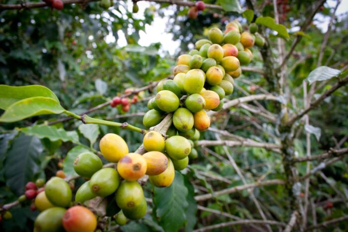 Coffee cherries at Café de la Cima Freidona Antioquia Colombia